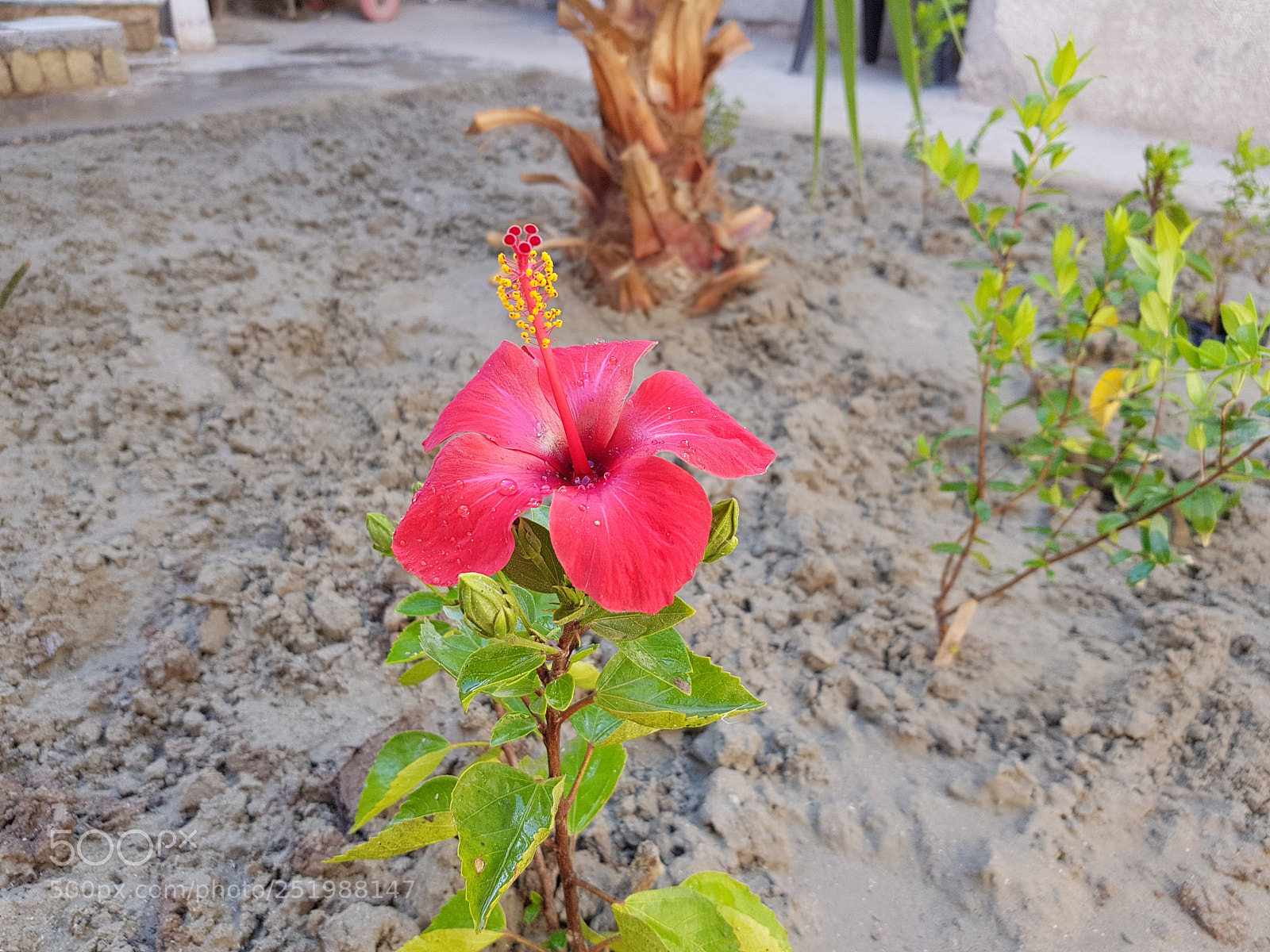 Samsung Galaxy S8+ sample photo. Untitled photography