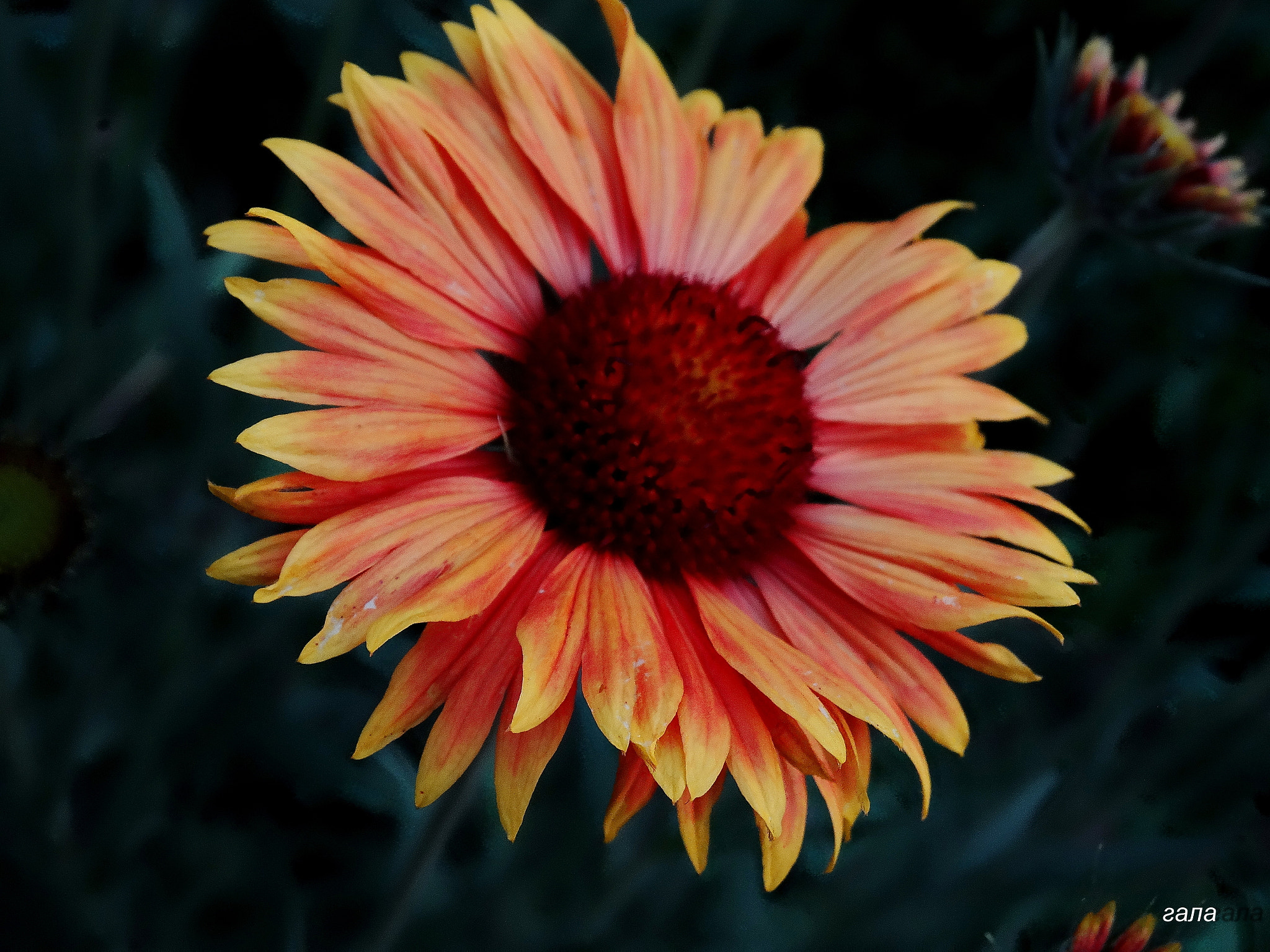 Minolta AF 80-200mm F2.8 HS-APO G sample photo. Charm photography