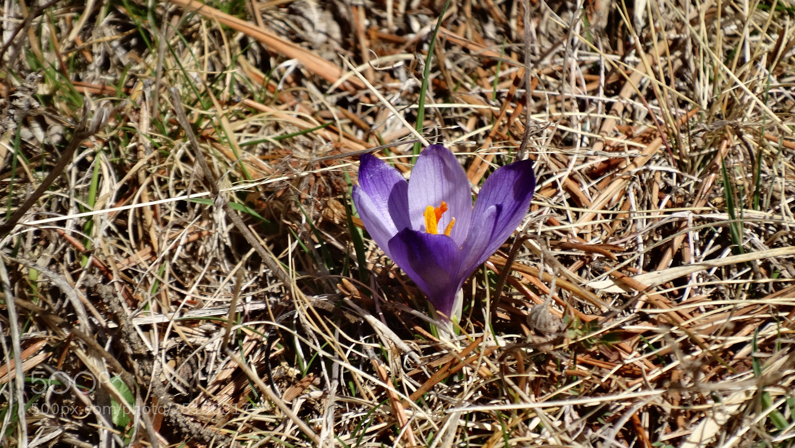 Sony Cyber-shot DSC-HX300 sample photo. Mountain flower photography