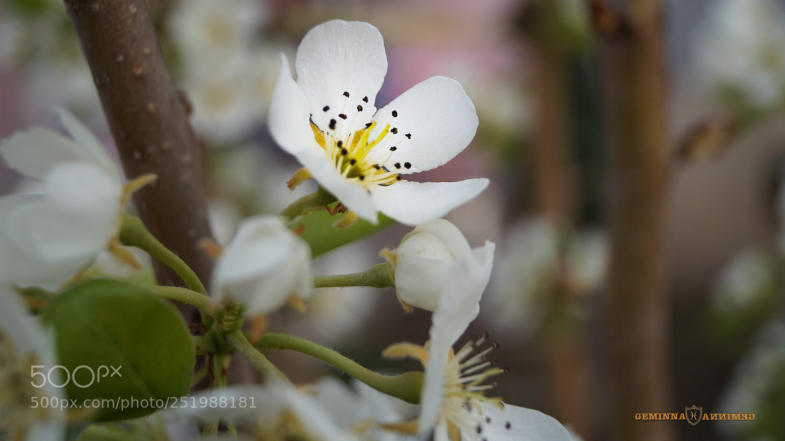 Sony SLT-A58 sample photo. Day wish photography