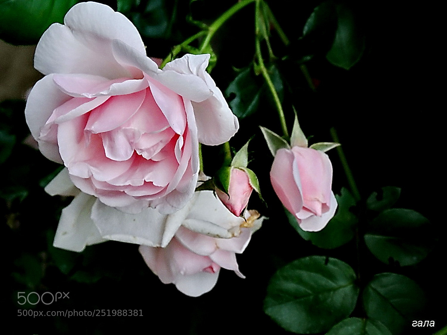 Sony Cyber-shot DSC-HX300 sample photo. Charm photography
