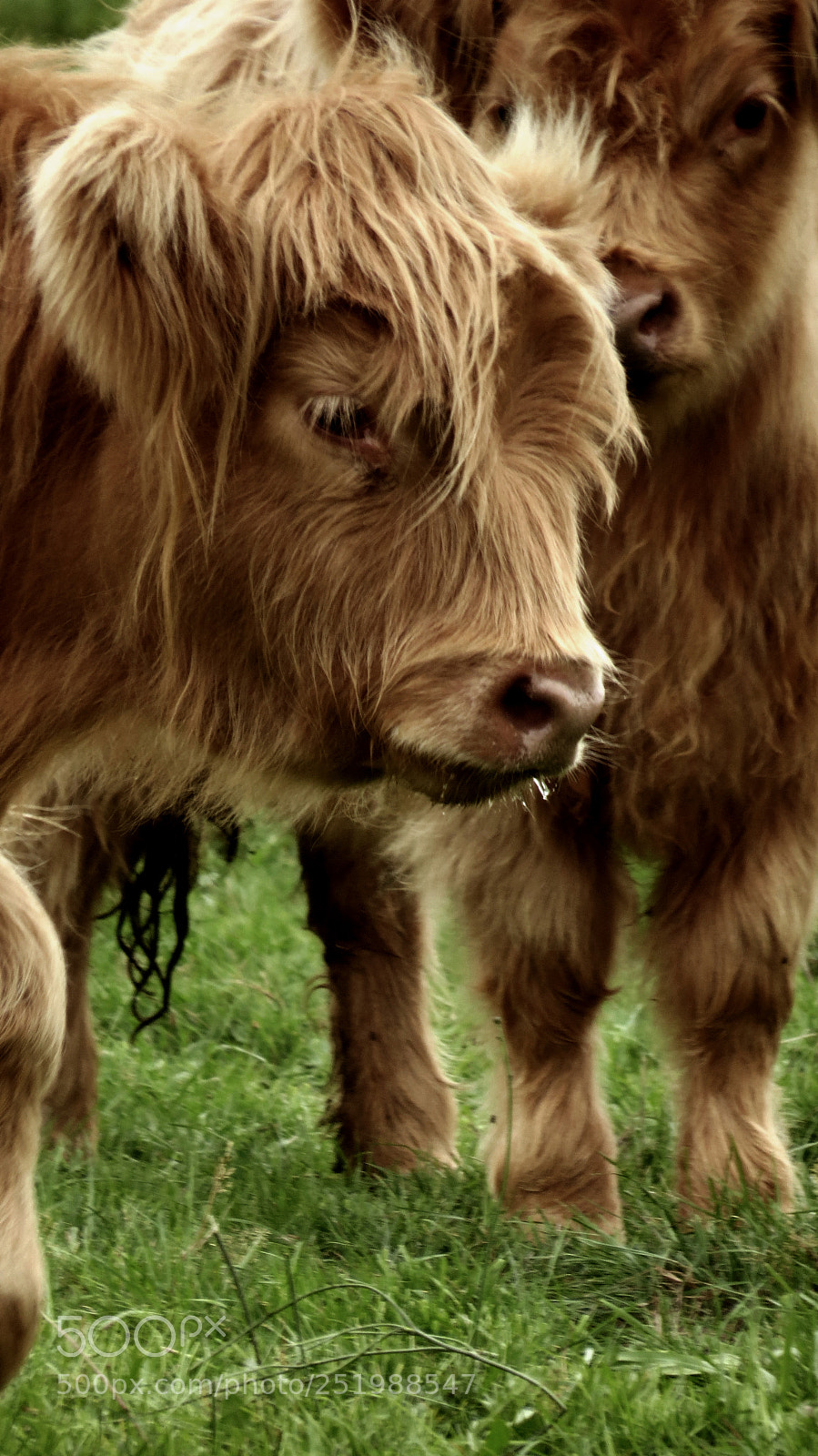 Canon PowerShot SX50 HS sample photo. Nz bulls photography