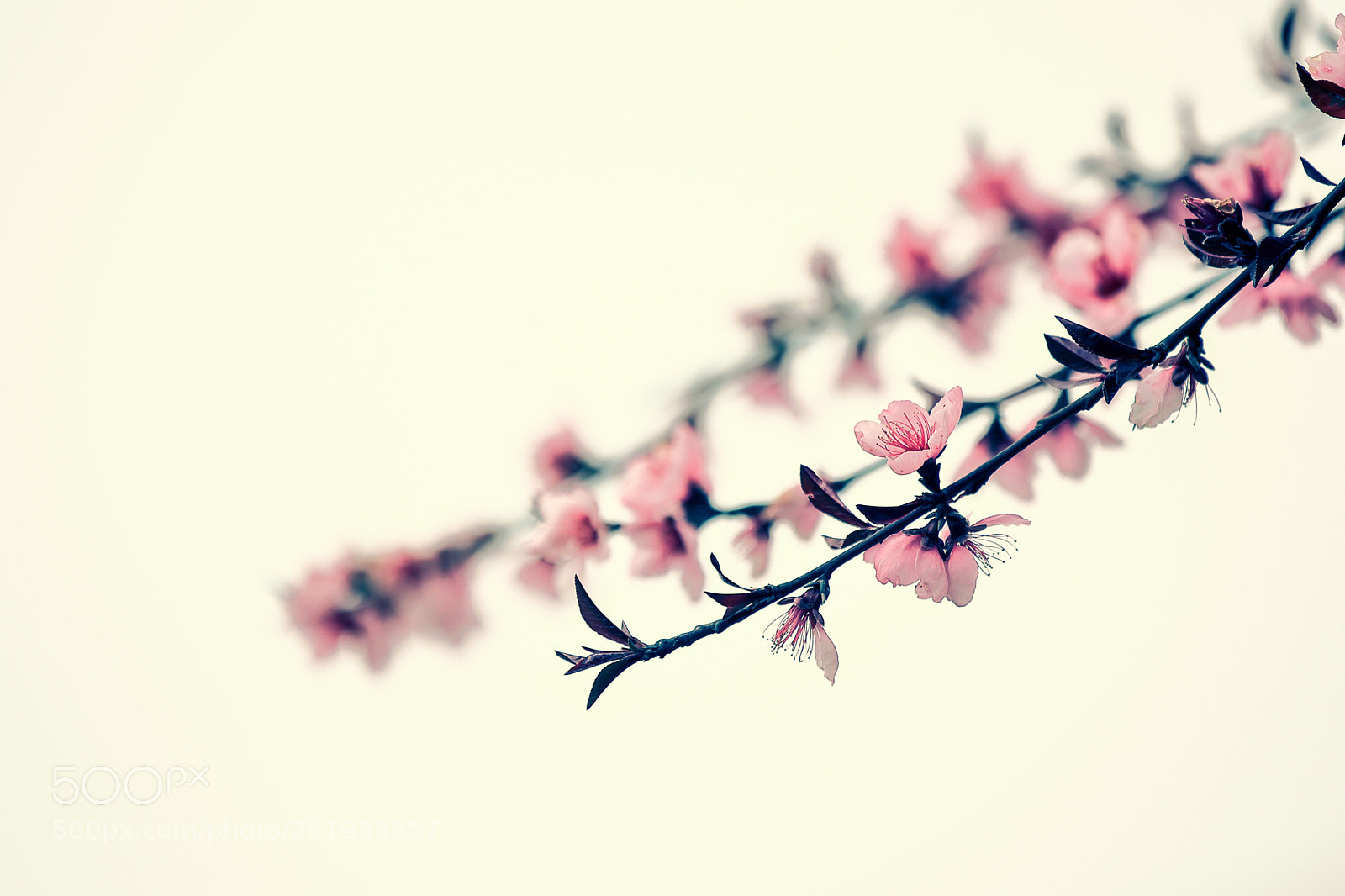 Canon EOS 5D Mark II sample photo. Peach blossom
 photography