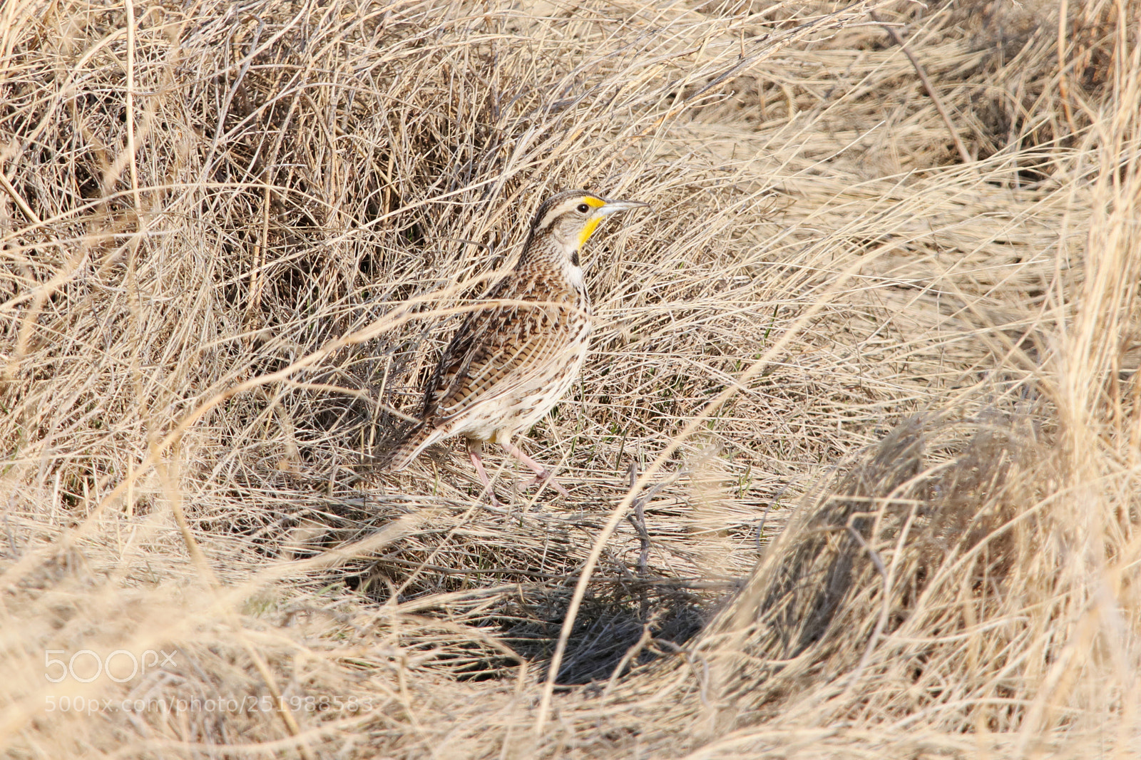 Canon EOS 80D sample photo. Western meadowlark photography
