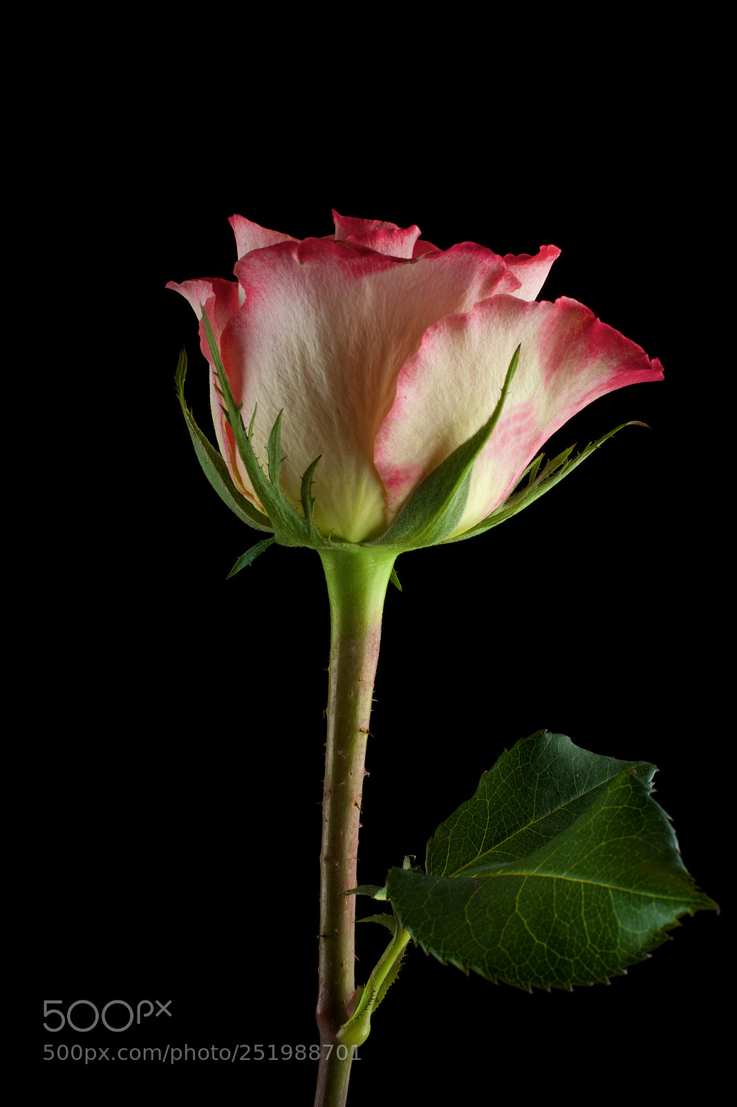 Fujifilm X-T1 sample photo. Rose photography