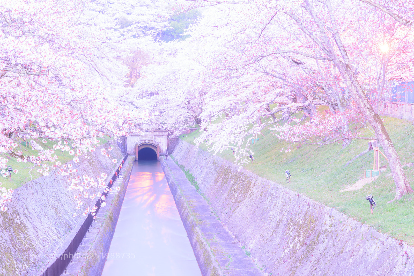 Nikon D7200 sample photo. Spring full bloom photography