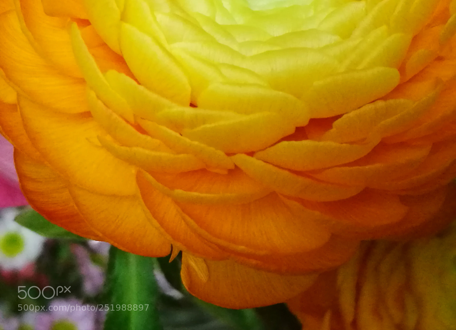 HUAWEI P9 sample photo. Warmth photography