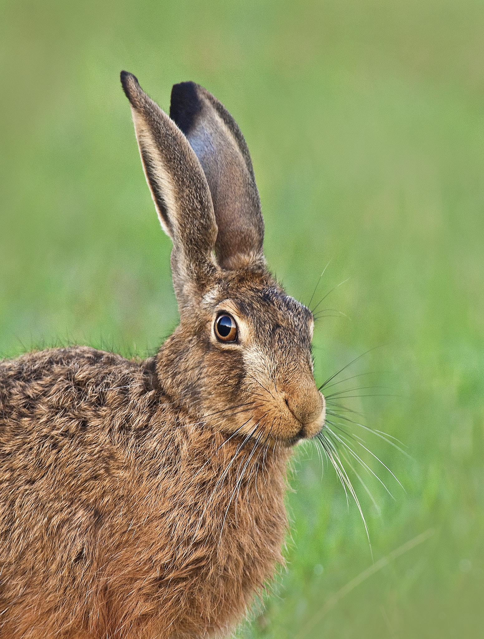 Olympus E-30 sample photo. Hare photography