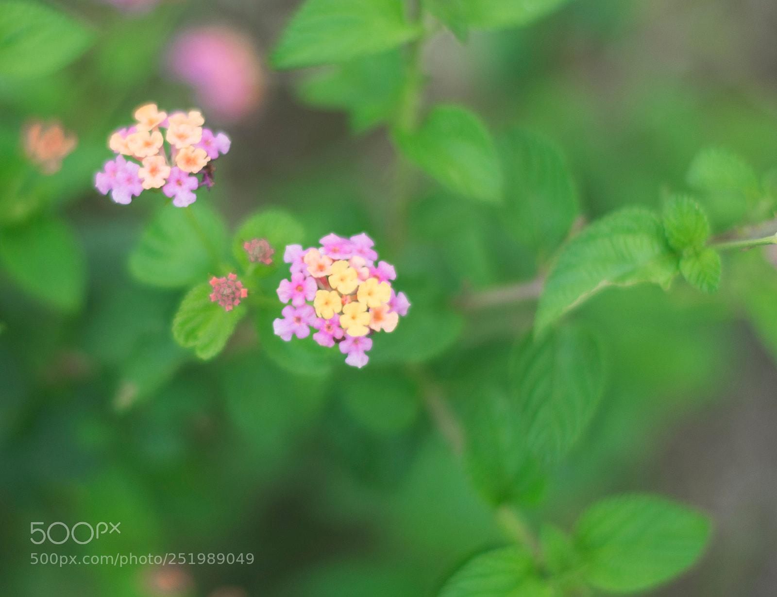 Nikon D7200 sample photo. 花 photography