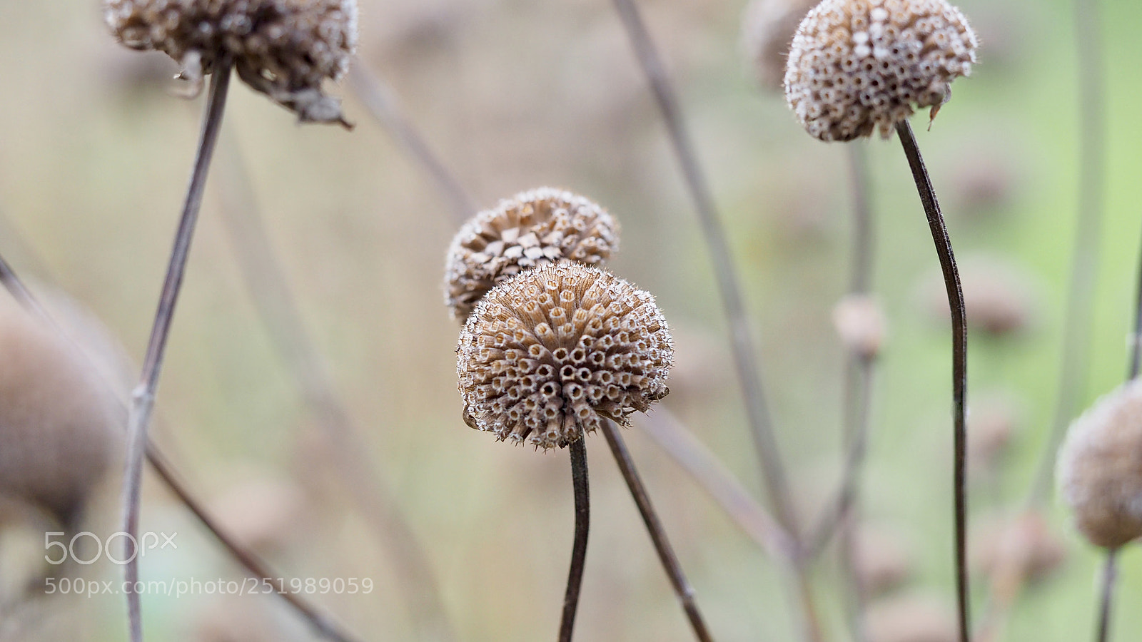 Olympus OM-D E-M5 II sample photo. Autumn flowers photography