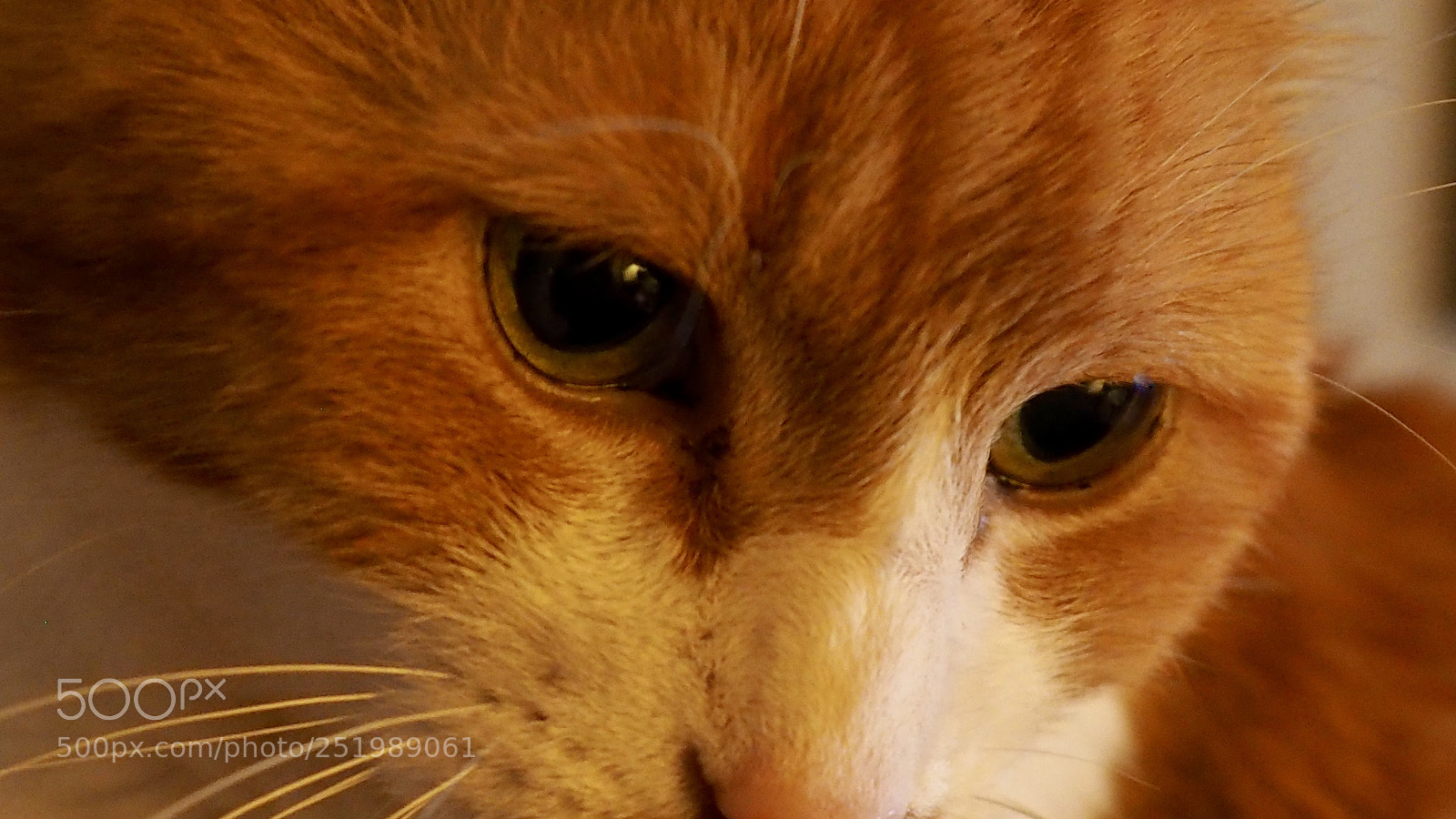 Olympus OM-D E-M5 II sample photo. Timmy photography