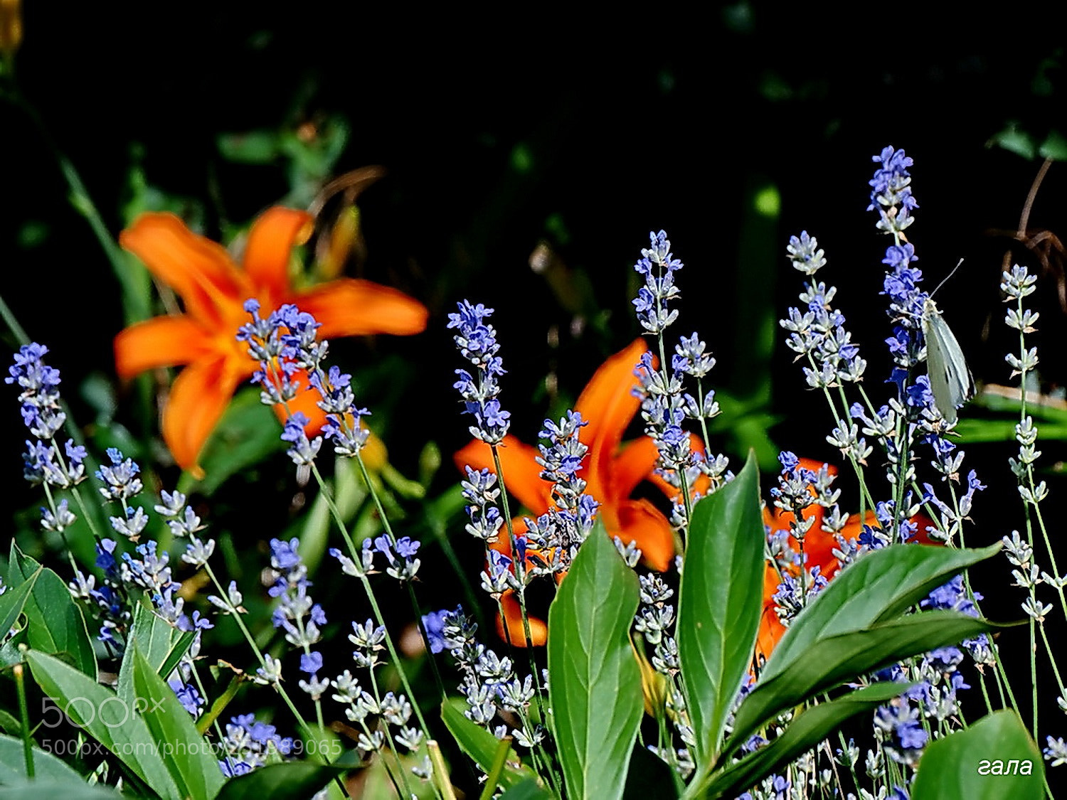 Sony Cyber-shot DSC-HX300 sample photo. Miraculous miracle photography