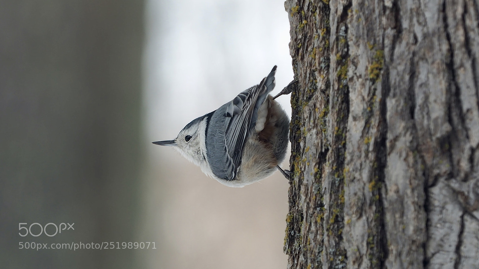 Olympus OM-D E-M5 II sample photo. Nuthatch photography