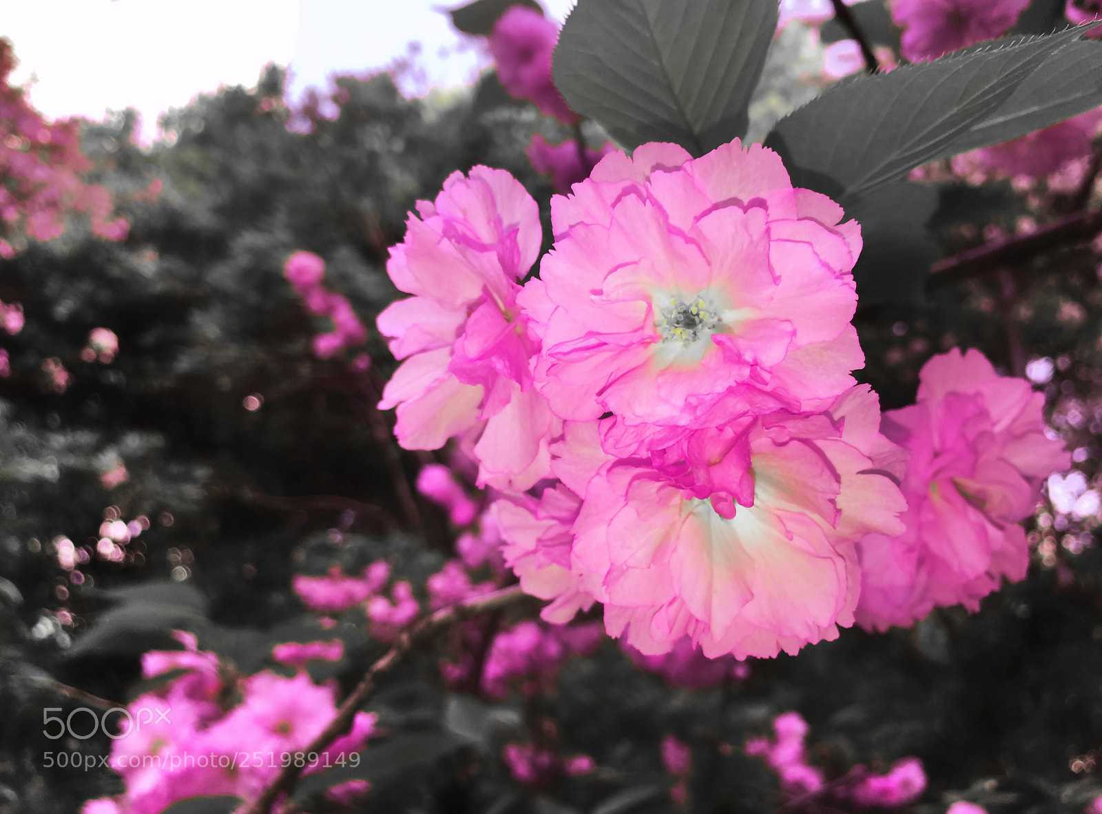 Apple iPhone 6s Plus sample photo. Flower in spring  photography