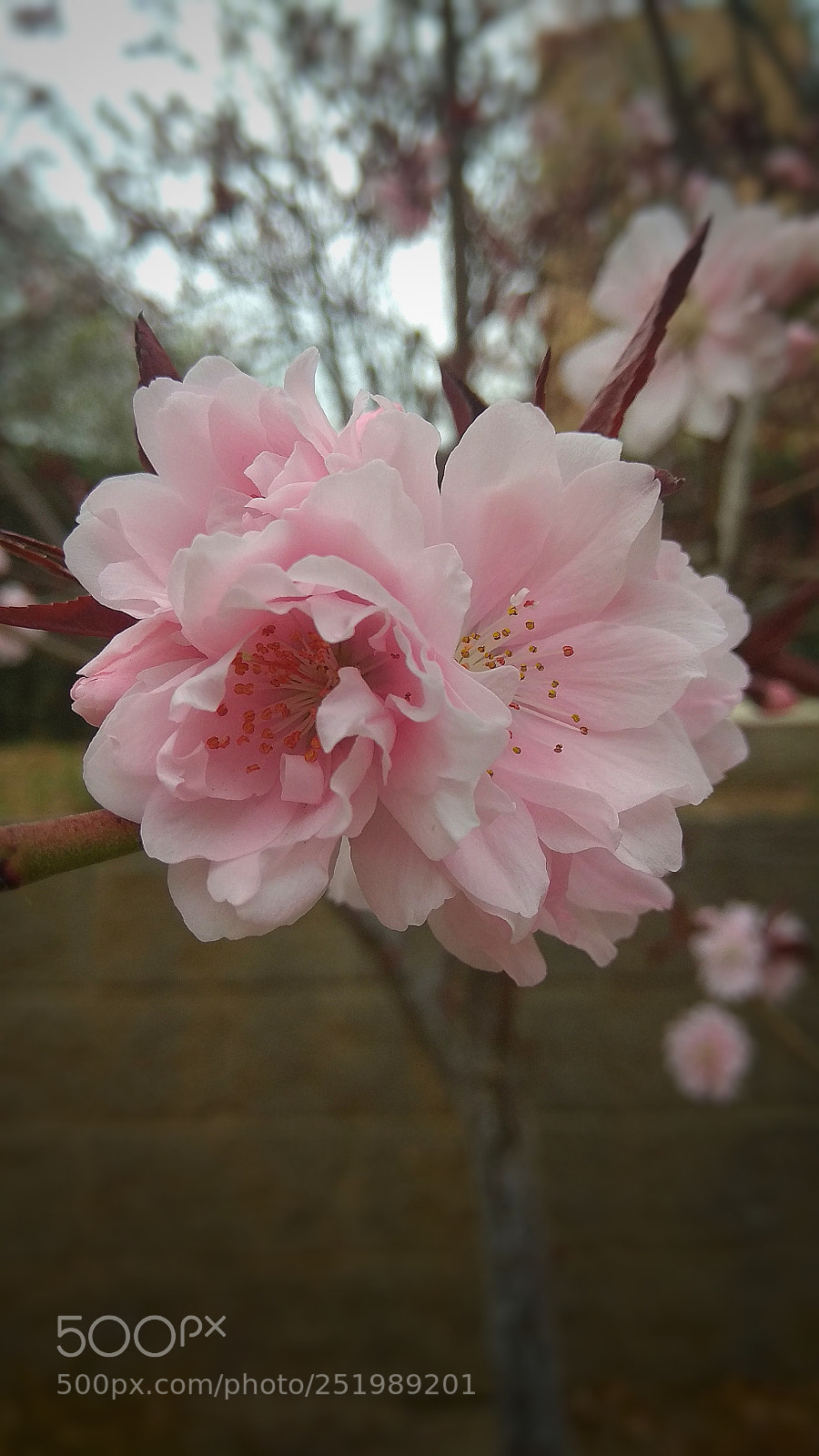 Xiaomi Redmi Note 4X sample photo. Untitled photography