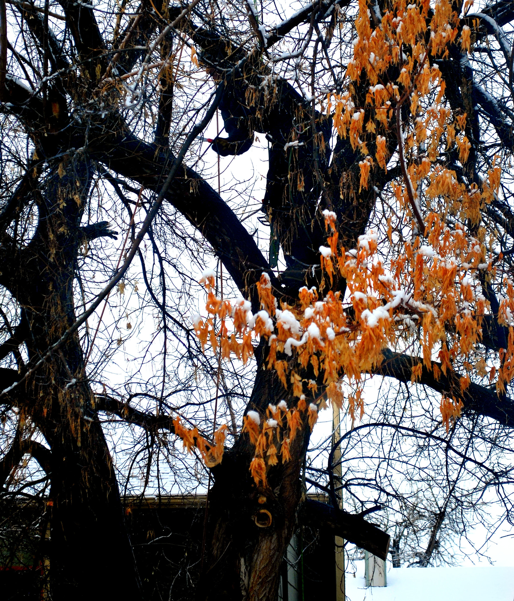 Nikon D60 sample photo. Tree trimmer. photography