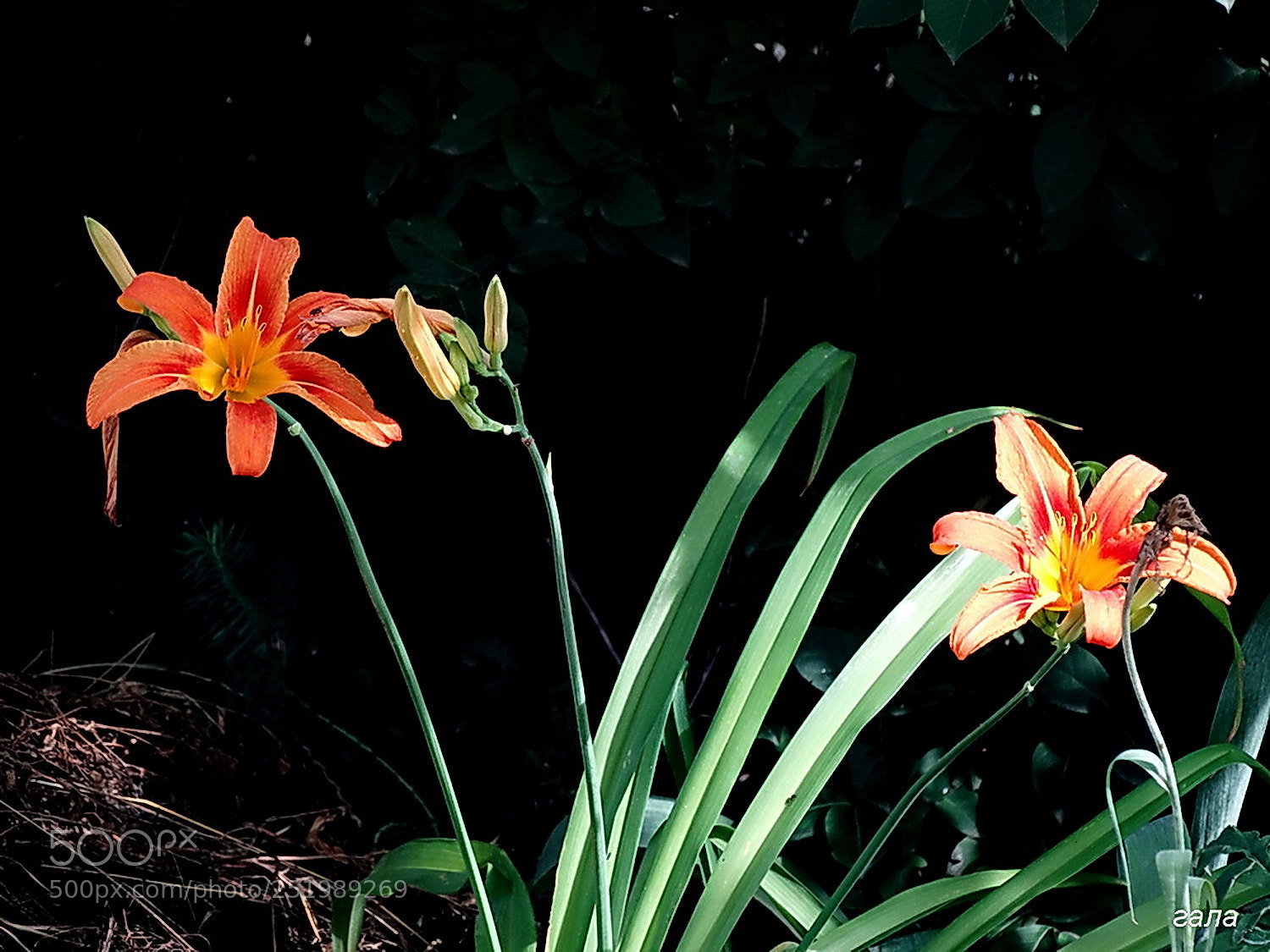 Sony Cyber-shot DSC-HX300 sample photo. Miraculous miracle photography