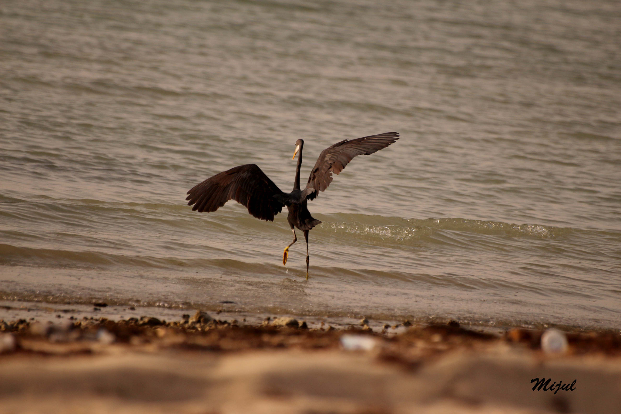 Canon EOS 650D (EOS Rebel T4i / EOS Kiss X6i) sample photo. Take off photography