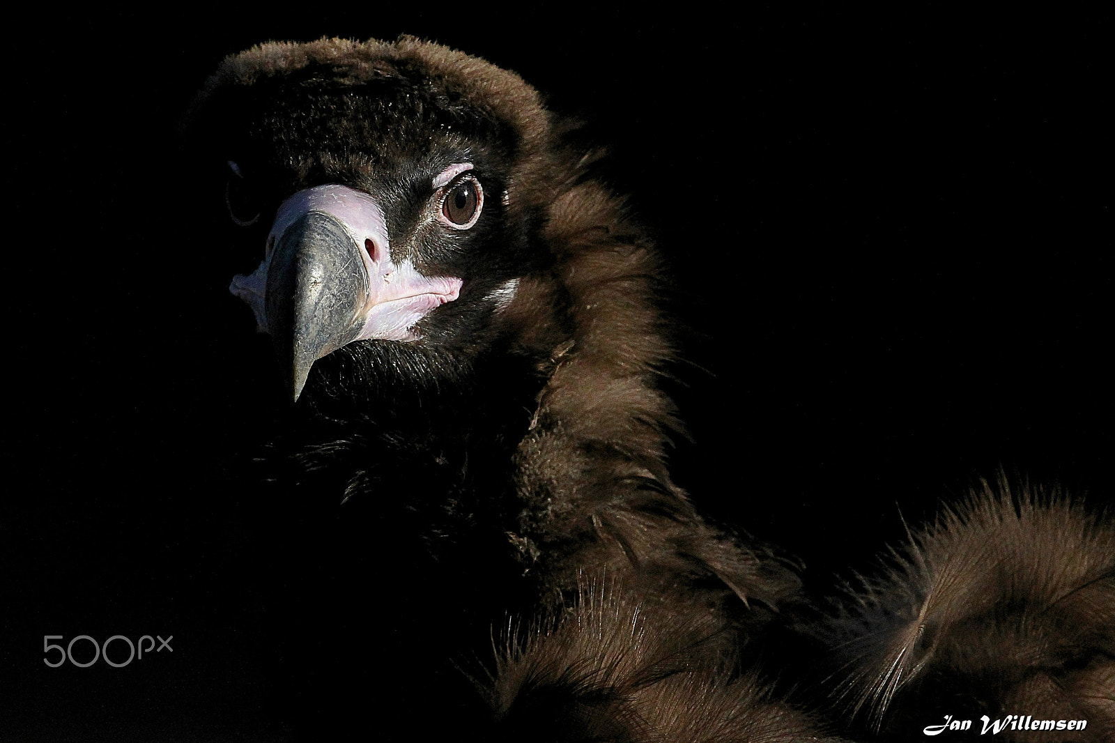 Canon EOS-1D Mark IV + Canon EF 300mm F2.8L IS II USM sample photo. Cinereous vulture photography