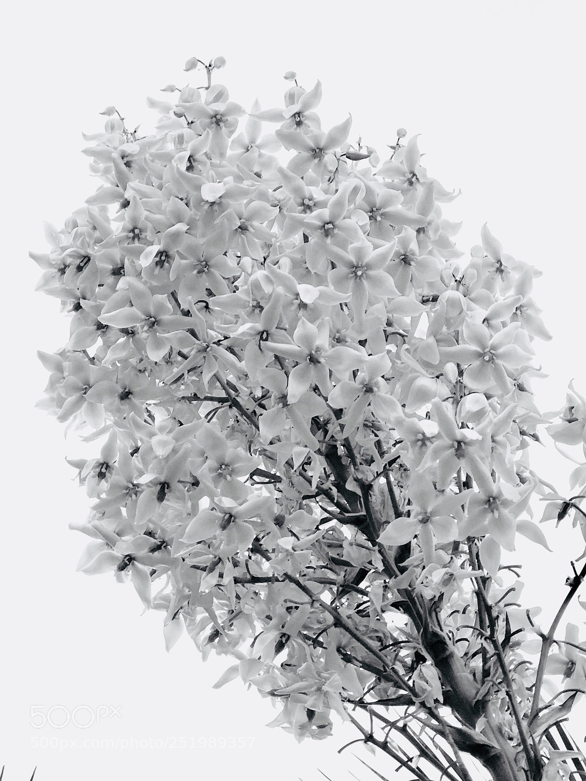 Apple iPhone 8 Plus sample photo. Black and white yucca photography