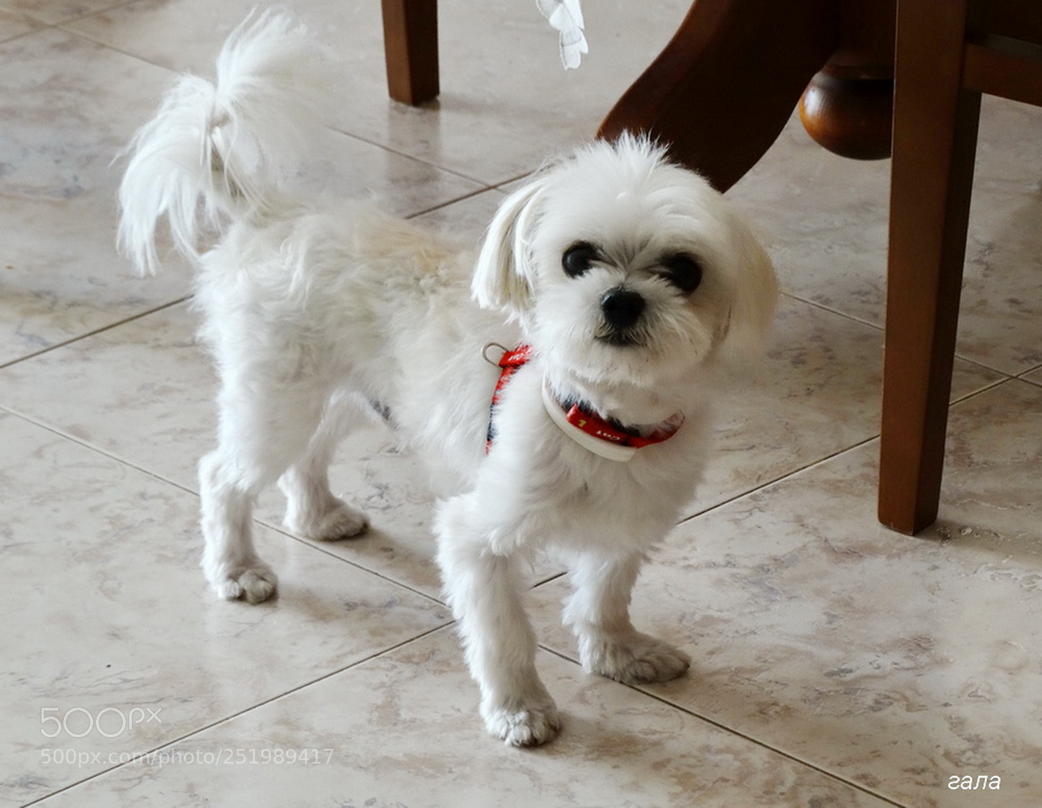 Sony Cyber-shot DSC-HX300 sample photo. Small miracle photography