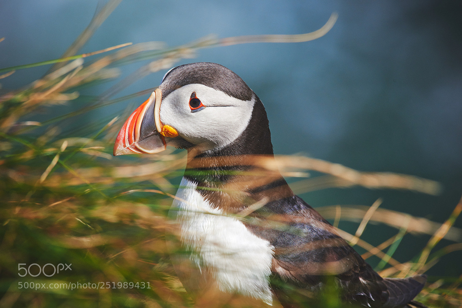 Nikon D800 sample photo. Scotish puffin photography