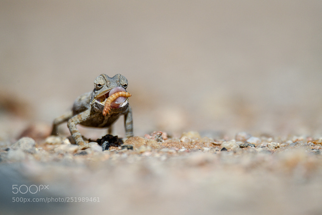 Nikon D850 sample photo. Chameleon grabbing a bite photography