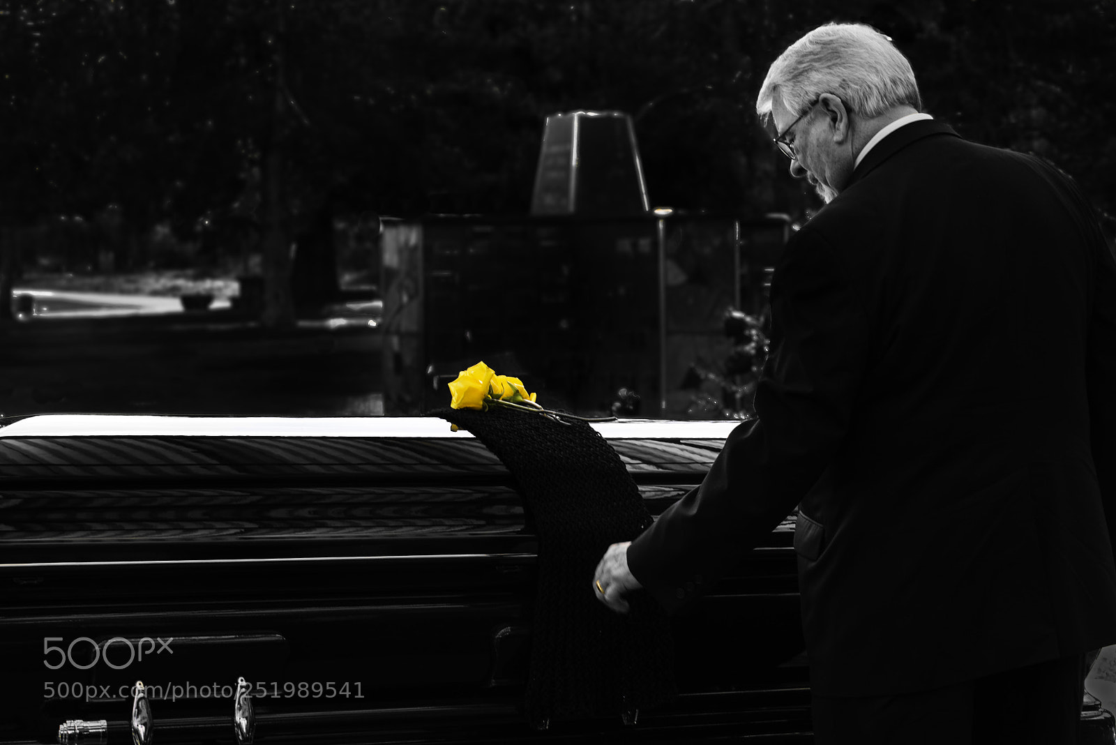 Nikon D800 sample photo. Yellow rose photography