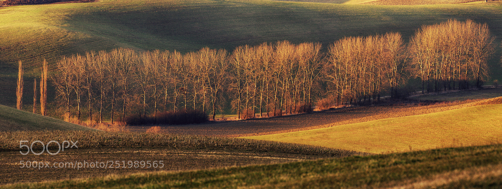 Nikon D5100 sample photo. Sad poplar photography