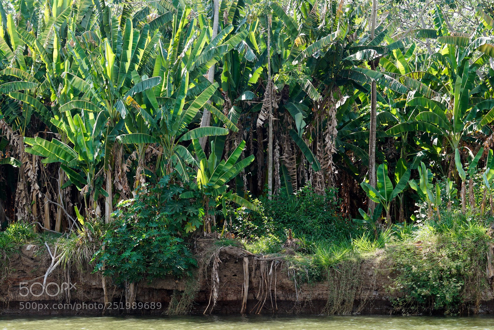 Sony Alpha a3000 sample photo. Welcome to the jungle. photography