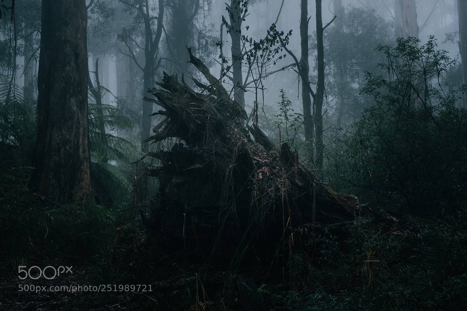 Fujifilm X-T1 sample photo. Fallen photography