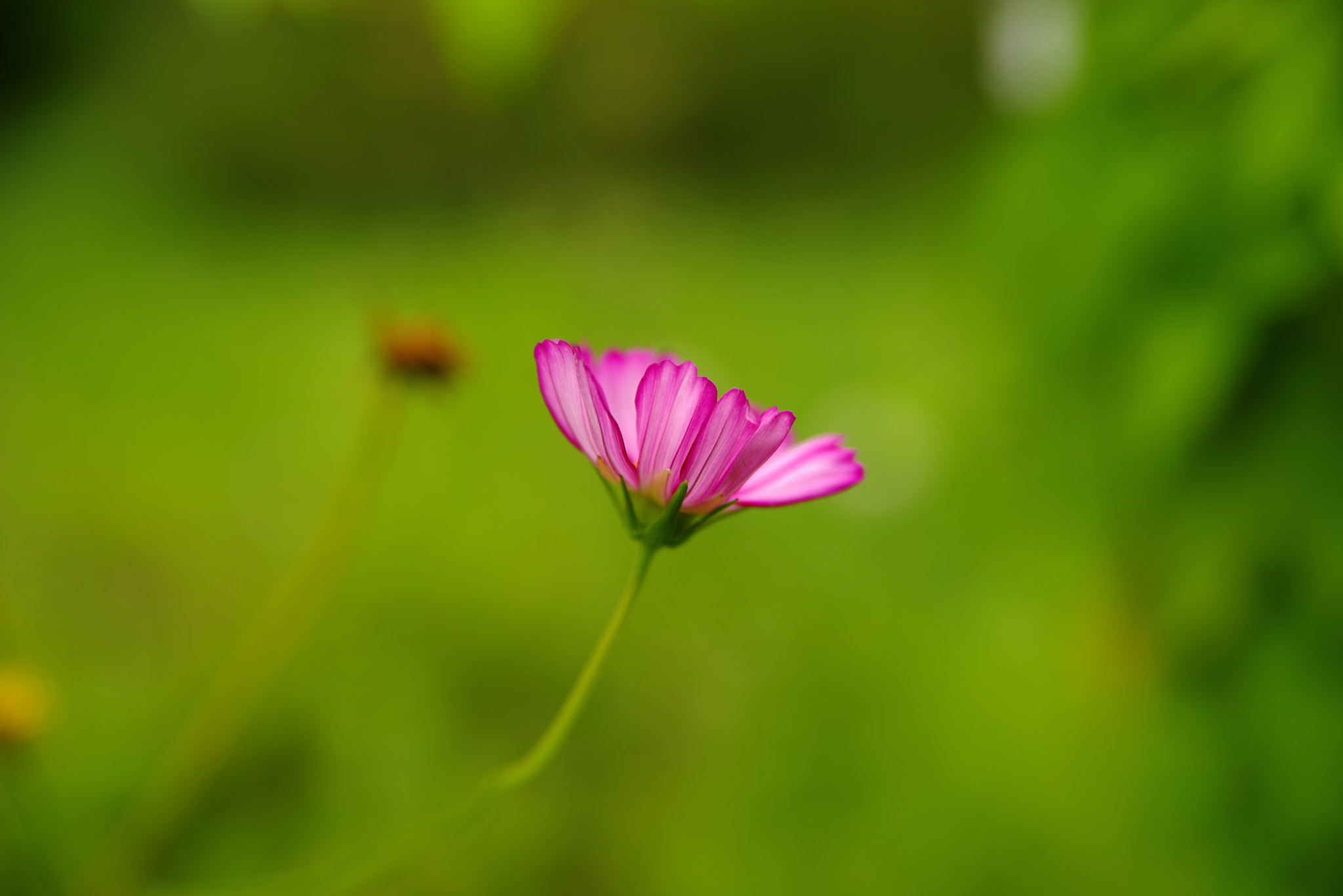 Tamron AF 28-75mm F2.8 XR Di LD Aspherical (IF) sample photo. Cosmos photography
