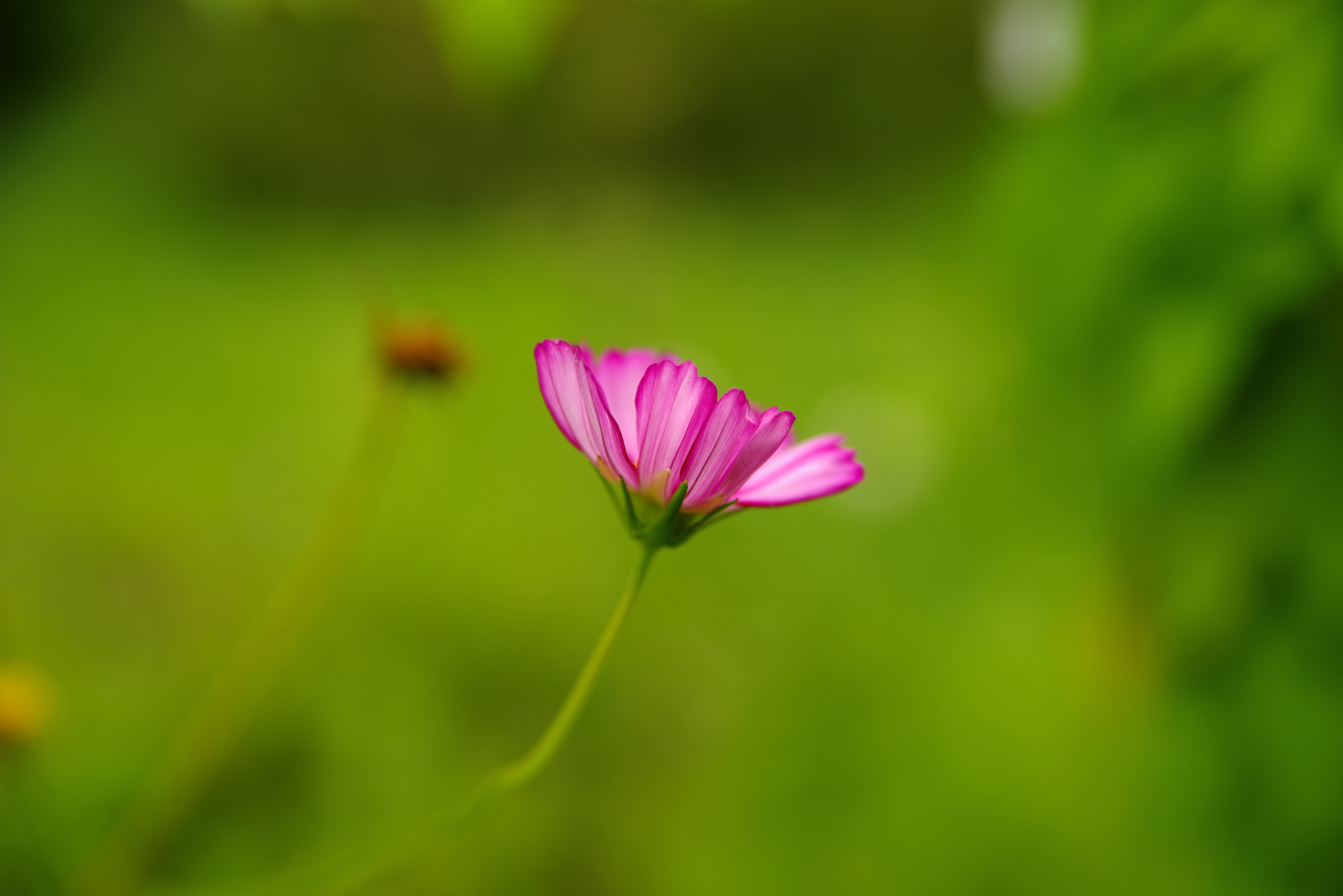 Pentax K-1 sample photo. Cosmos photography