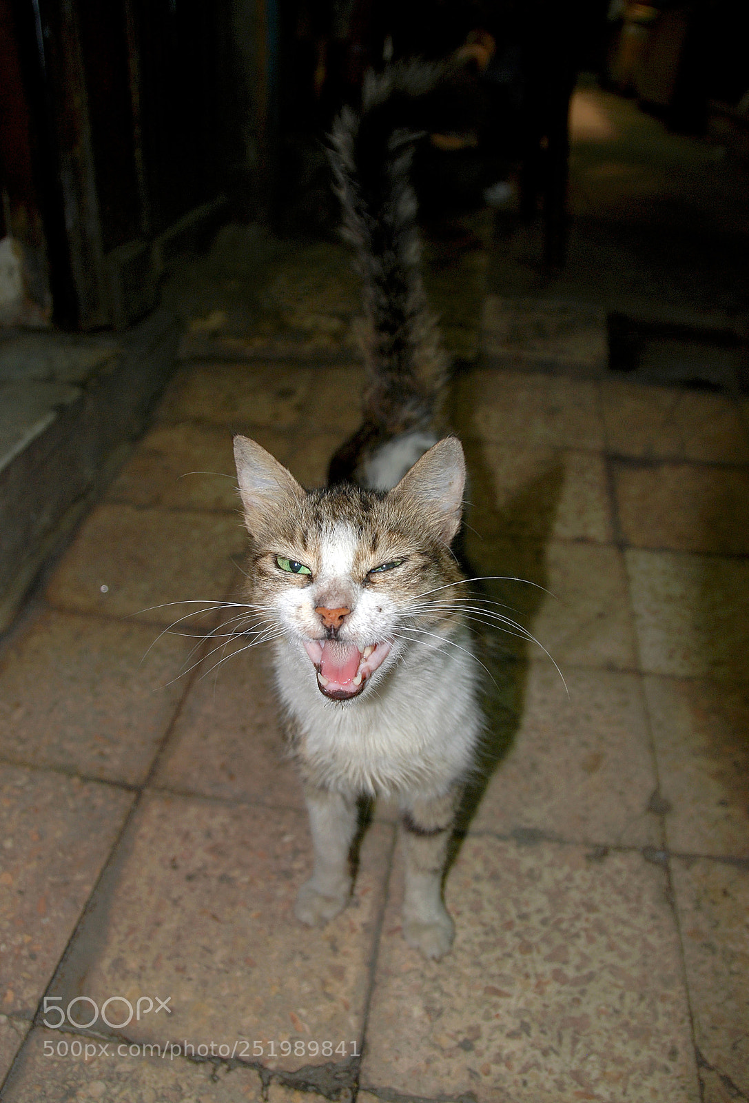 Nikon D80 sample photo. Cairo cat. photography