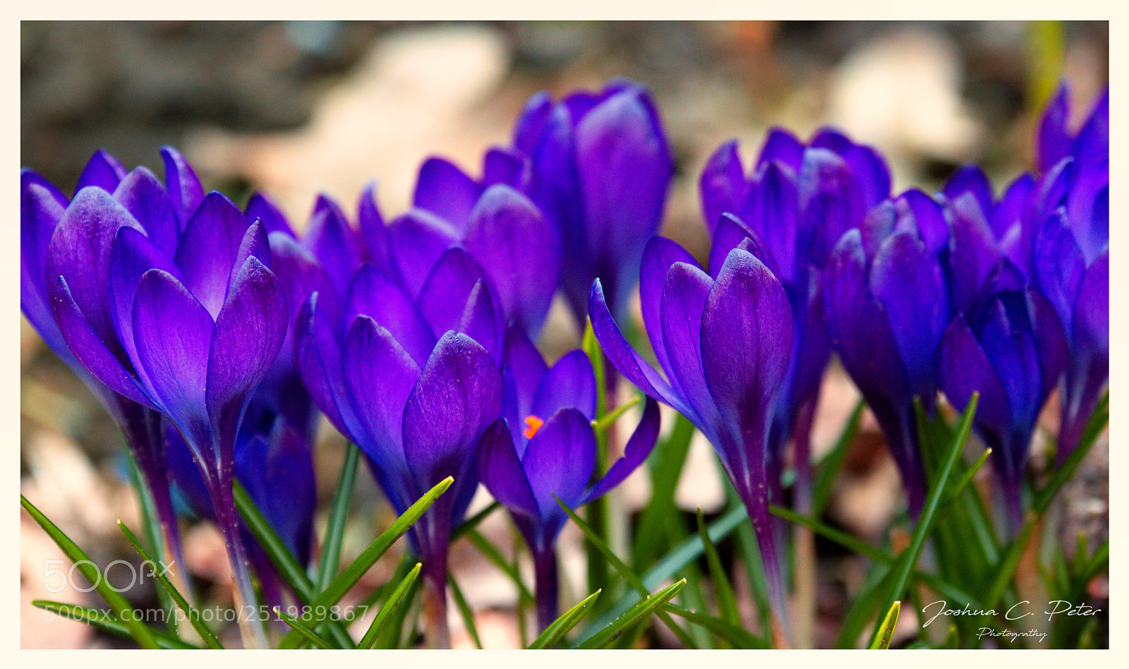 Canon EOS 6D Mark II sample photo. The rise of spring photography