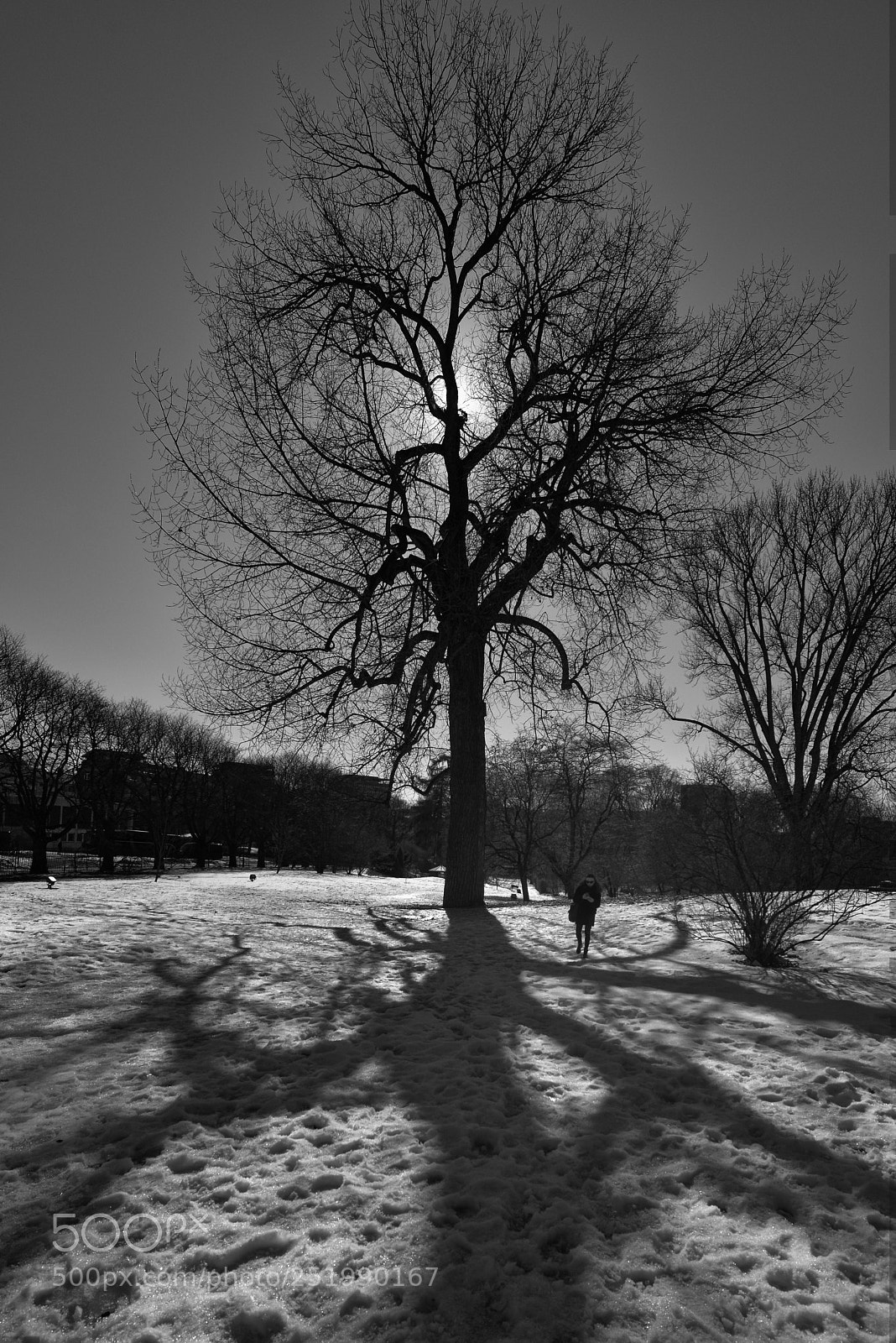Nikon D800 sample photo. Old tree and human photography