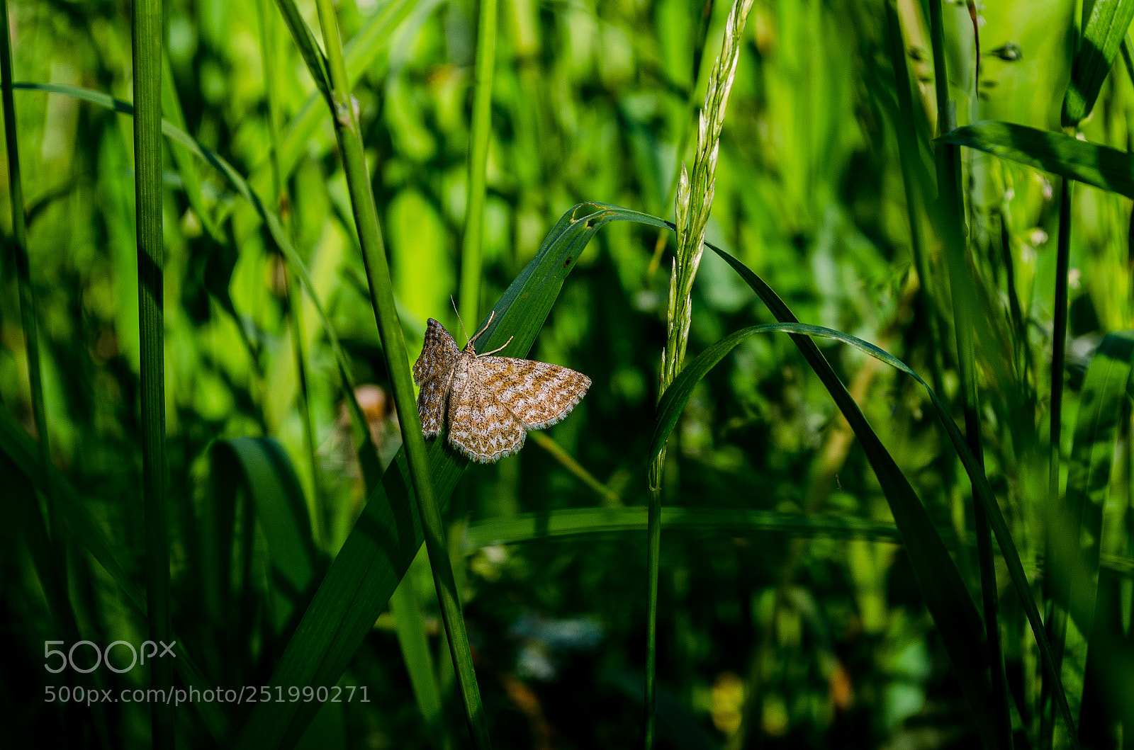 Nikon D5100 sample photo. Butterfly photography
