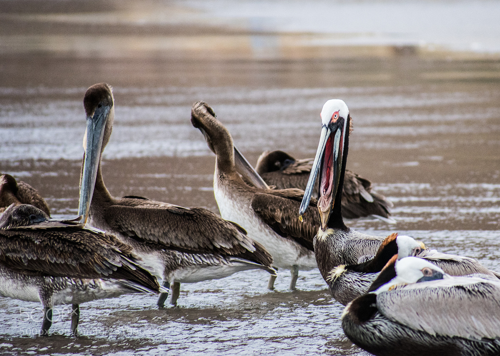 Nikon D3400 sample photo. Pelican yawning 1 photography