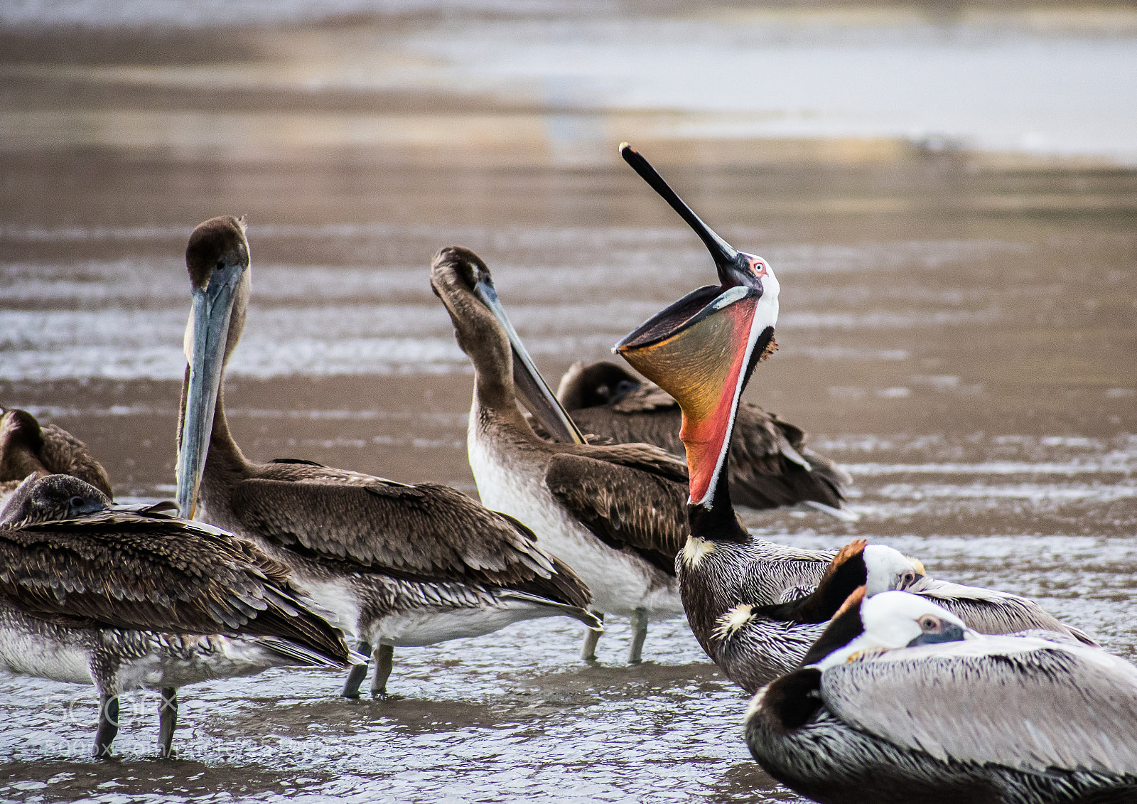 Nikon D3400 sample photo. Pelican yawning 2 photography