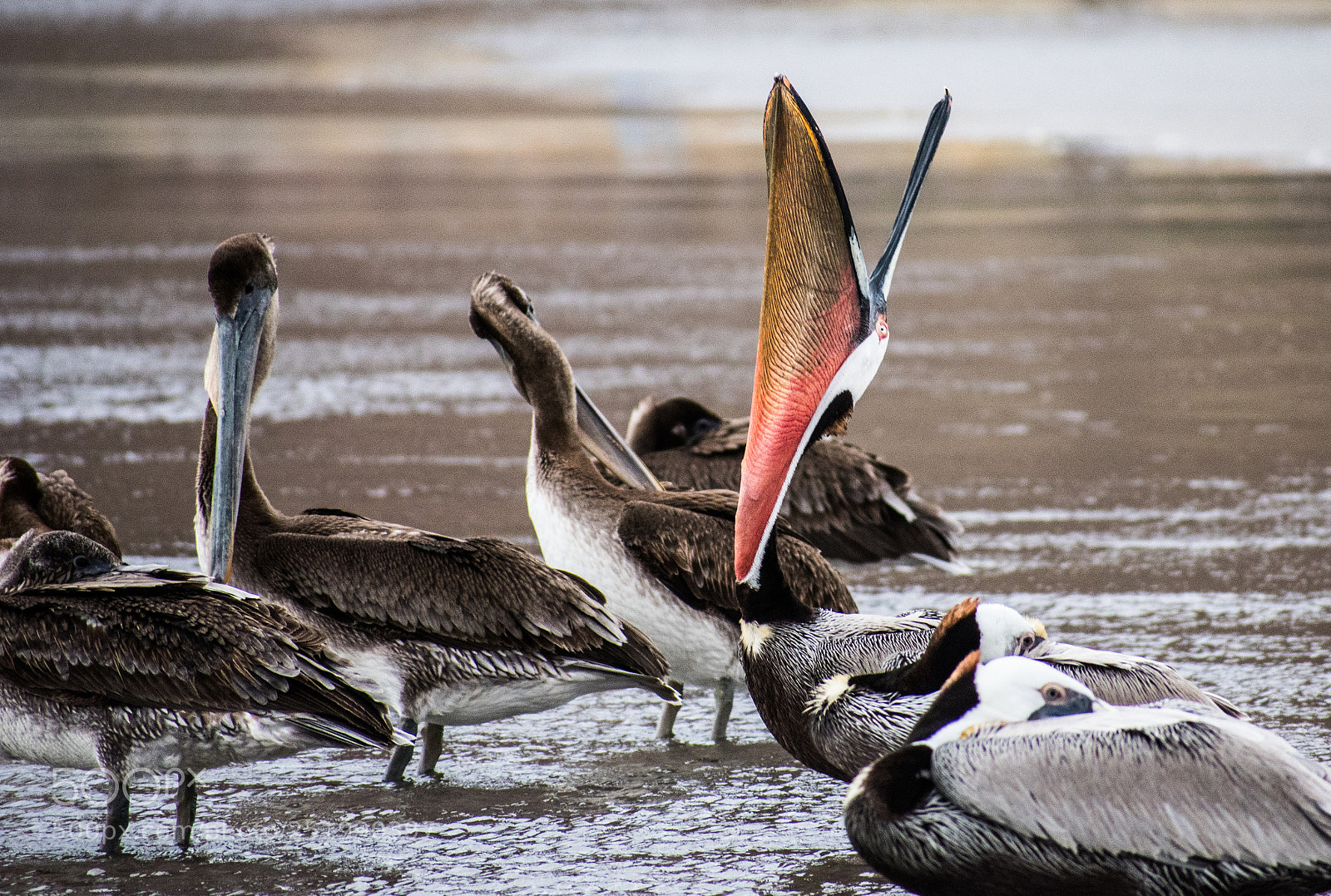 Nikon D3400 sample photo. Pelican yawning 3 photography