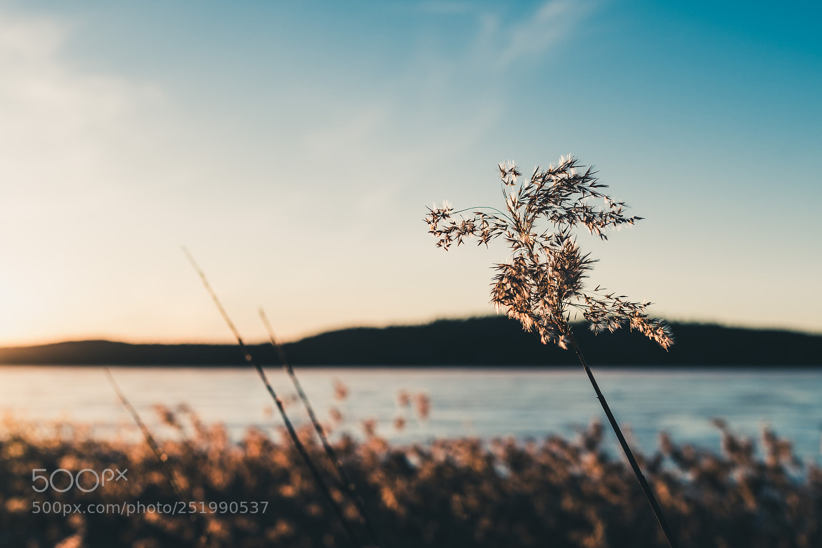 Nikon D500 sample photo. Spring breeze photography
