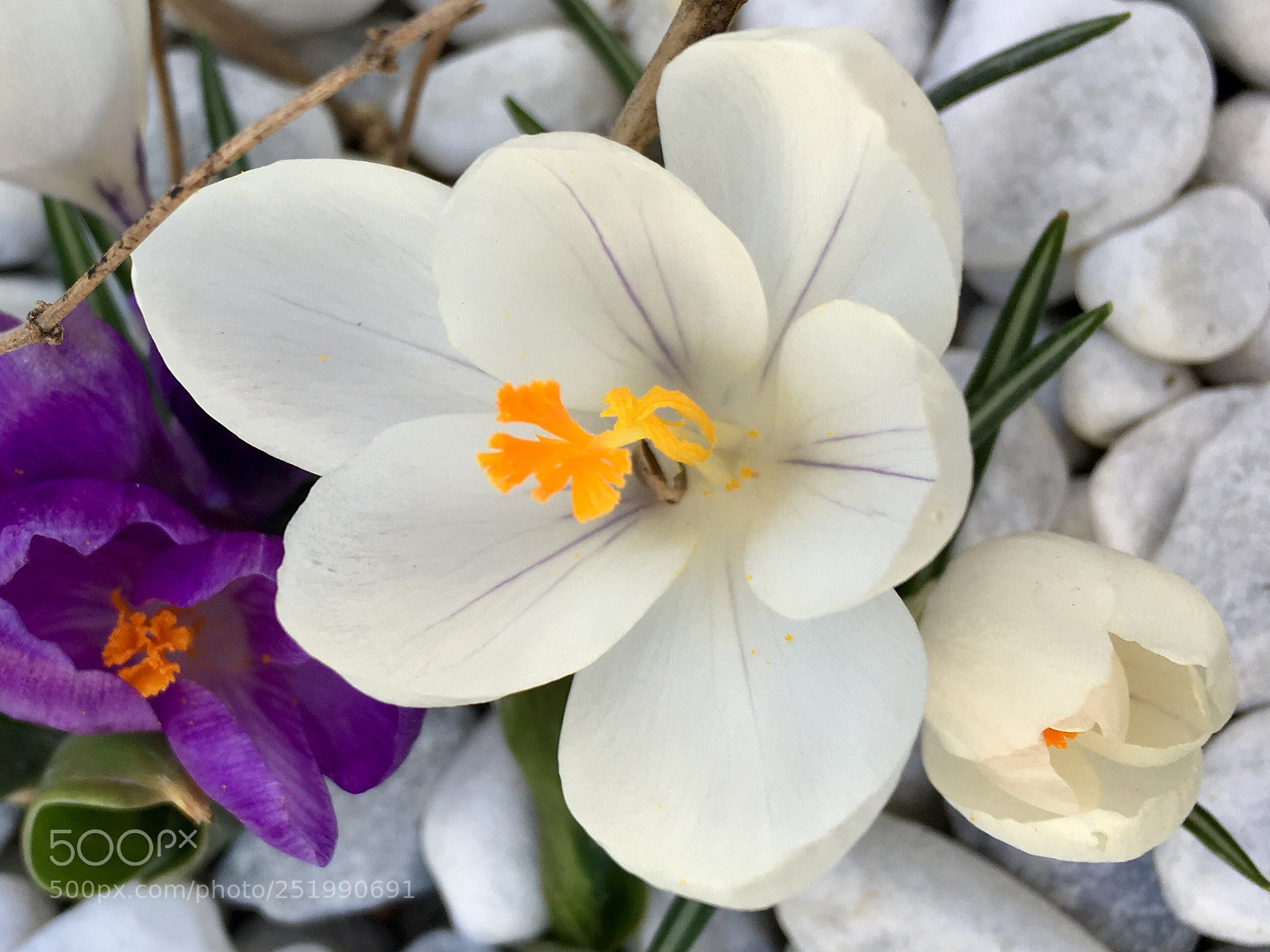 Apple iPhone SE sample photo. Springtime  photography
