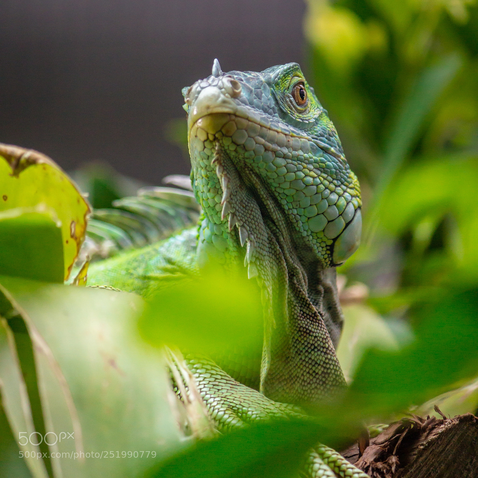 Canon EOS 600D (Rebel EOS T3i / EOS Kiss X5) sample photo. Not quite jurrasic park photography