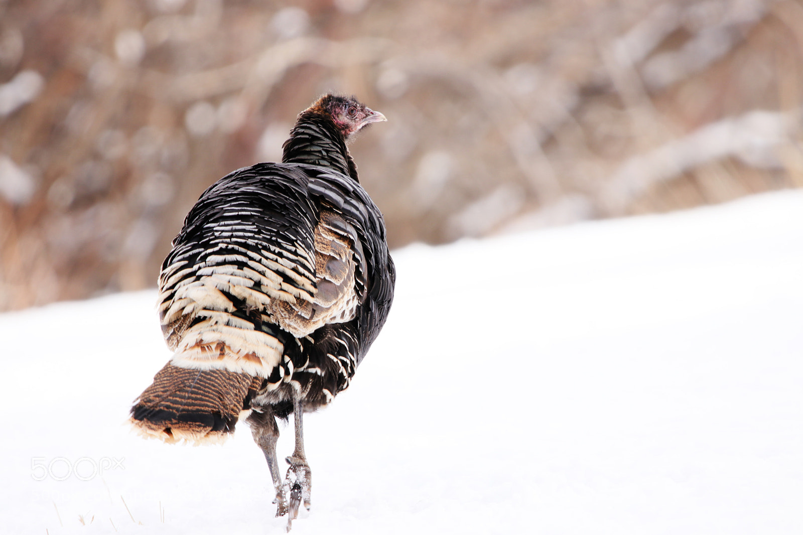 Canon EOS 80D sample photo. Wild turkey hen photography