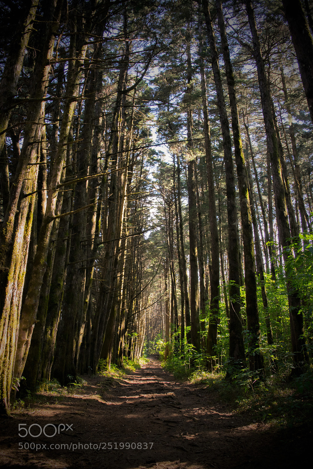 Nikon D3300 sample photo. Forest photography
