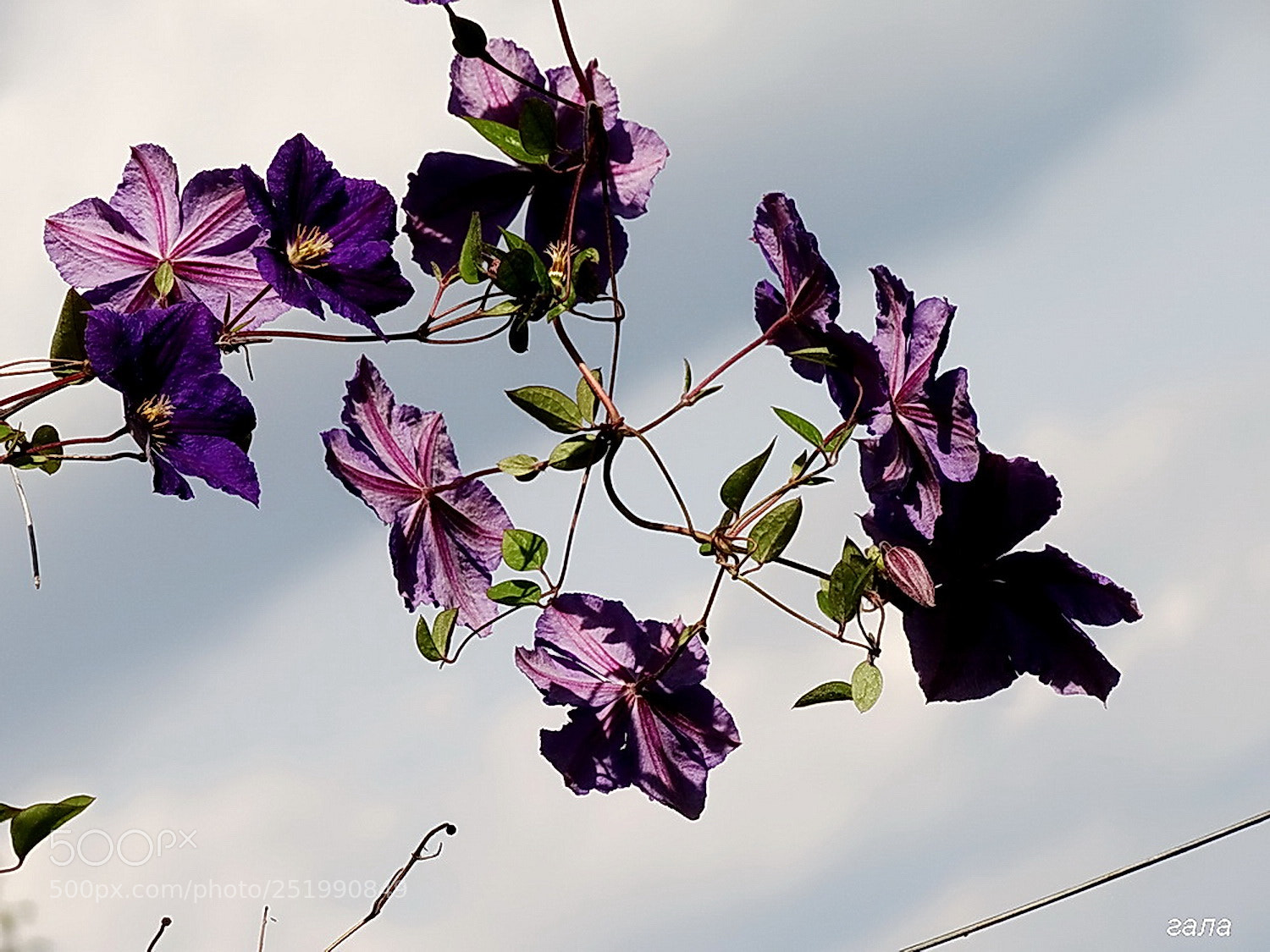 Sony Cyber-shot DSC-HX300 sample photo. Delights photography