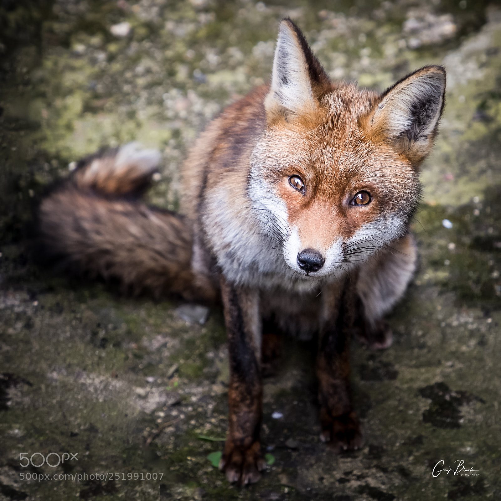 Canon EOS 6D Mark II sample photo. Week 13/52 - urban fox photography