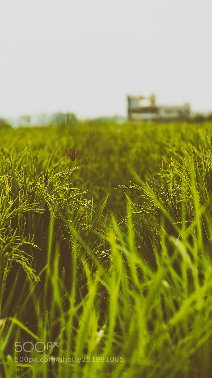 Canon EOS 700D (EOS Rebel T5i / EOS Kiss X7i) sample photo. Farm photography