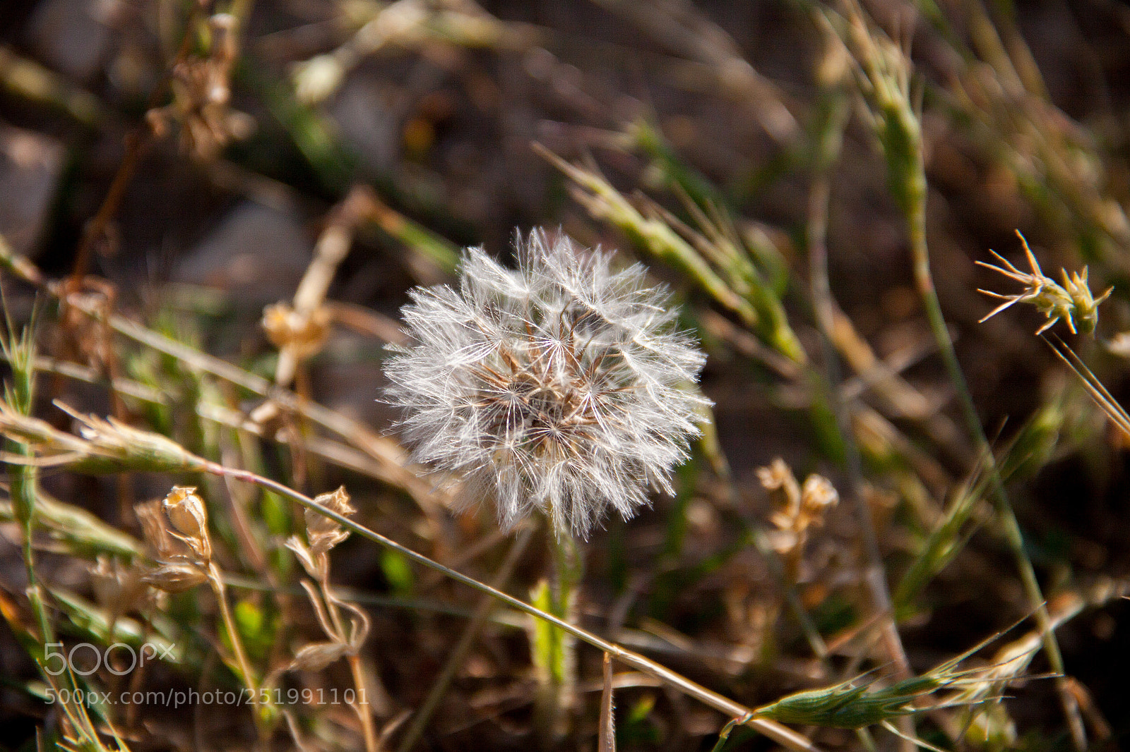 Canon EOS 50D sample photo. Small flower big world photography