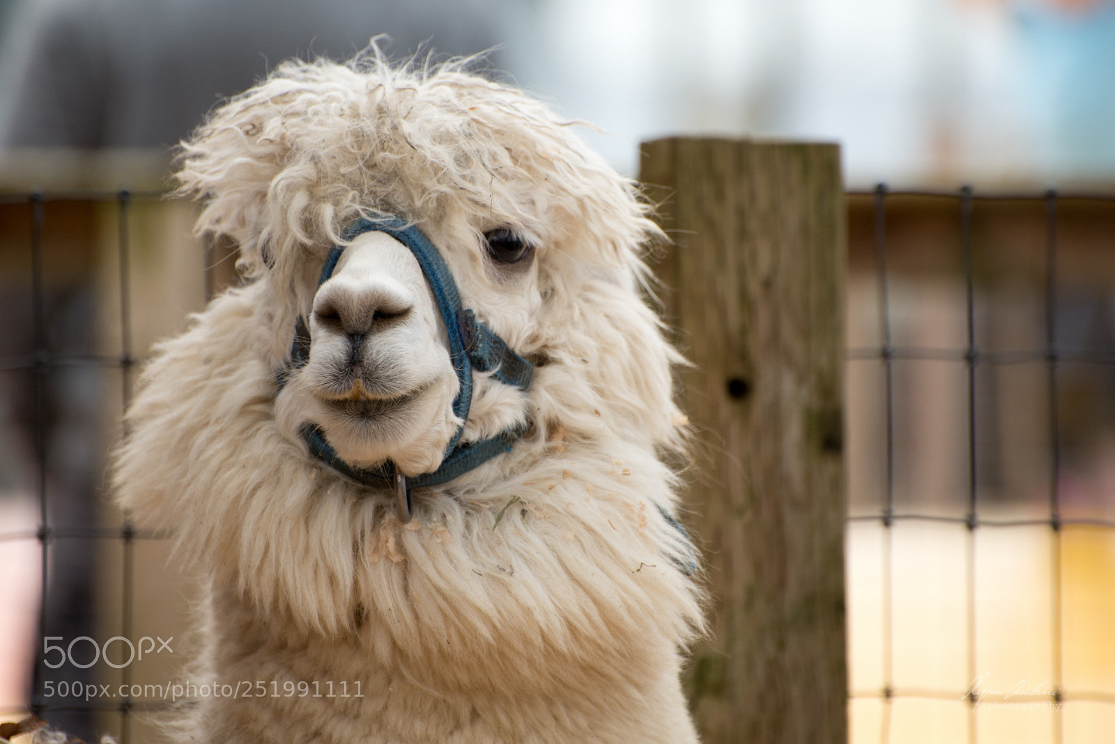 Nikon D610 sample photo. Alpaca photography